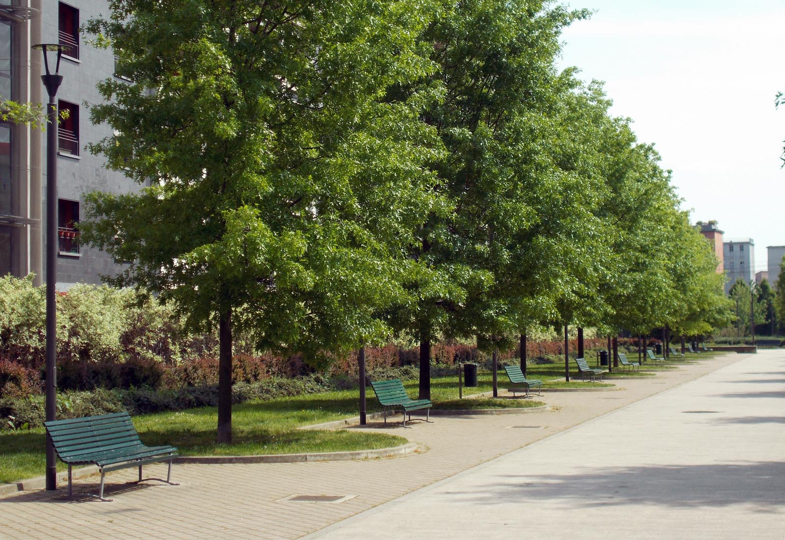 Grazioli Park - The tree-lined avenue