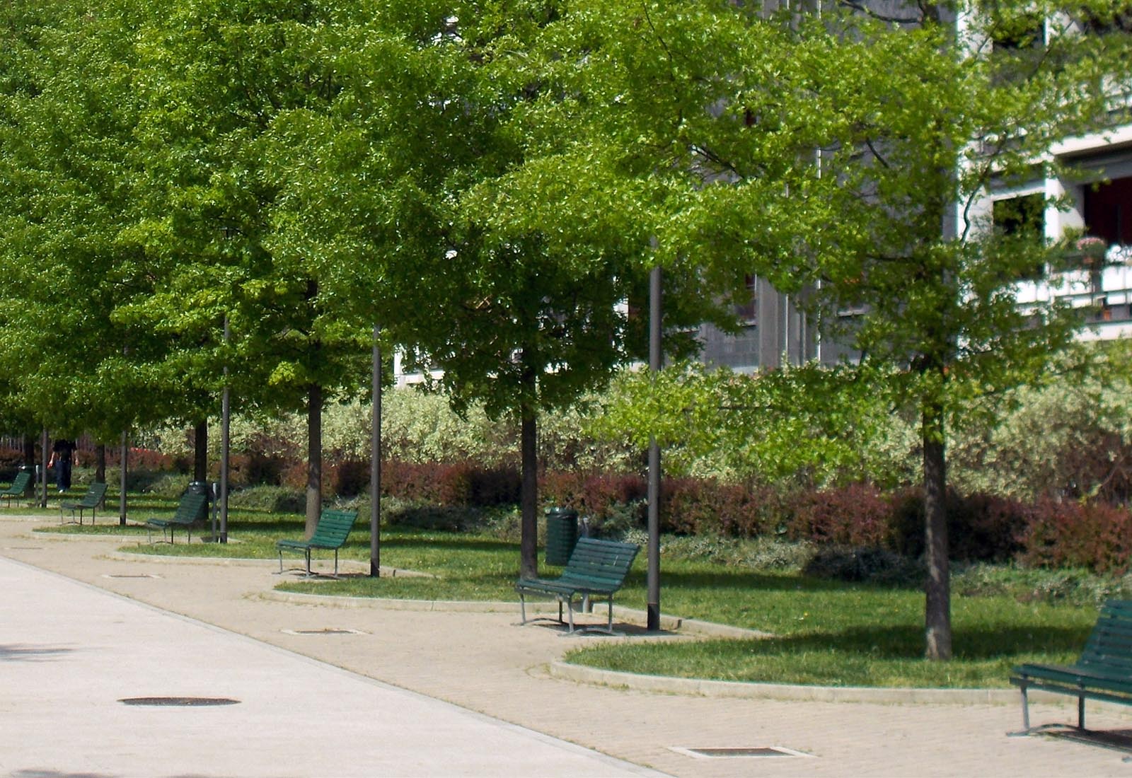 Grazioli Park - The tree-lined avenue