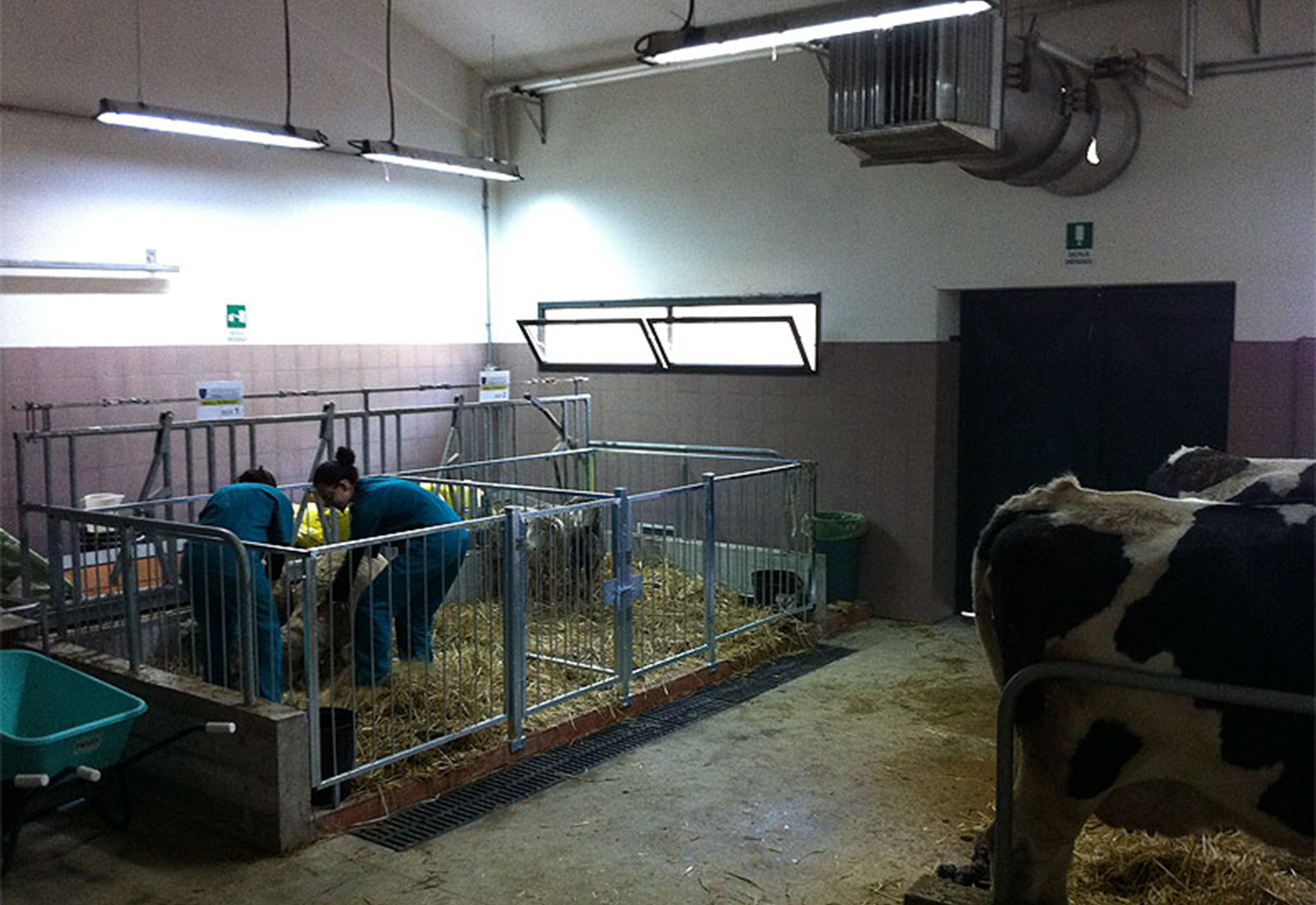 Faculty of Veterinary in Matelica - Interior of the veterinary hospital