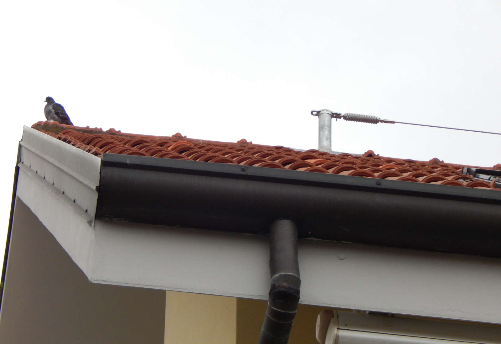 Semi-detached houses in Rho, Acquedotto street - Detail